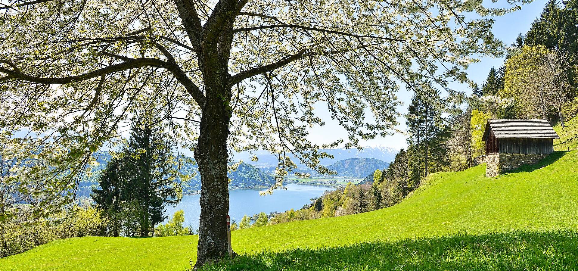 Fruehling am Ossiacher See mit blühendem Baum